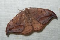 Drepana curvatula