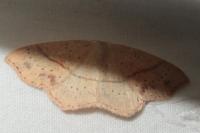 Cyclophora punctaria