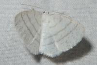 Cabera pusaria