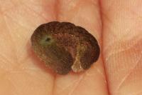 Phlogophora meticulosa