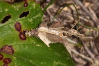 Canephora hirsuta