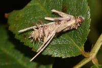 Canephora hirsuta