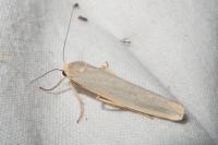 Eilema caniola