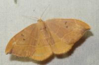 Watsonalla binaria