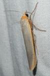 Manulea complana