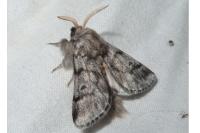 Thaumetopoea pityocampa