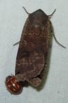 Noctua pronuba