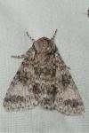 Acronicta megacephala