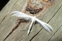 Pterophorus pentadactylus