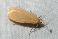 Wittia sororcula