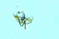 Coleophora argentula