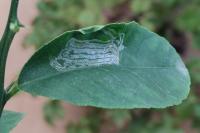 Phyllocnistis citrella