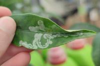 Phyllocnistis citrella