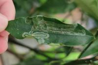 Phyllocnistis citrella