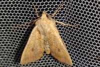 Sunira circellaris