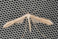 Emmelina argoteles/monodactyla