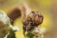 Peribatodes rhomboidaria