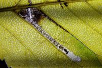 Stigmella ulmivora