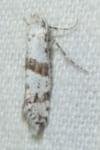 Scythropia crataegella