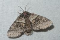 Gluphisia crenata
