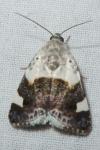 Acontia lucida