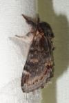 Notodonta dromedarius