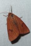 Diacrisia sannio
