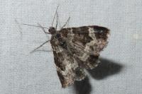 Epirrhoe alternata