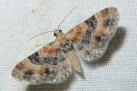 Eupithecia linariata