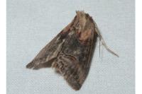 Abrostola triplasia