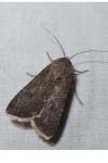 Agrotis segetum