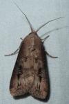 Agrotis ipsilon