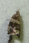 Celypha lacunana