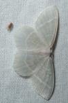 Jodis lactearia