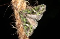 Trachea atriplicis