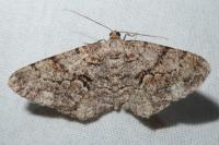 Peribatodes secundaria