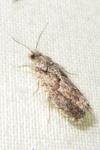 Epinotia immundana