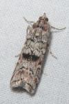 Dioryctria simplicella