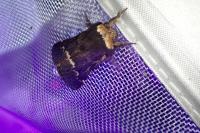 Poecilocampa populi