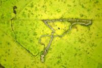 Stigmella microtheriella
