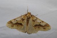 Erannis defoliaria