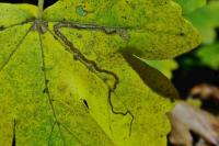 Stigmella aceris