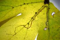 Stigmella aceris