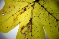 Stigmella aceris