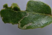 Acrocercops brongniardella