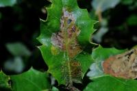 Acrocercops brongniardella