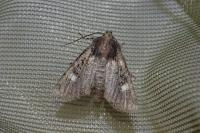 Dryobota labecula