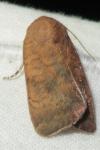 Noctua interjecta