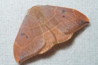 Watsonalla binaria