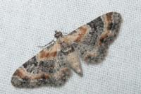 Eupithecia linariata